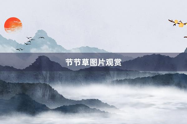 节节草图片观赏